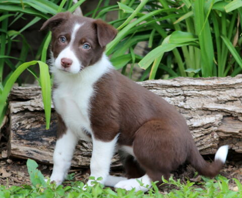 Tandy Border Collie Mix