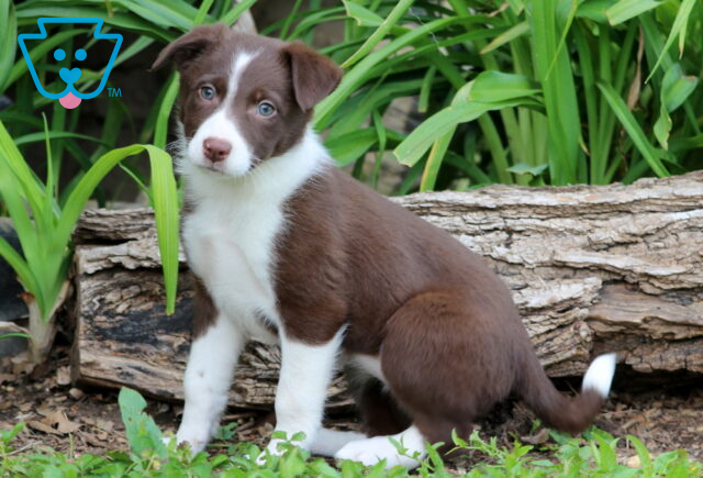 Border Collie Mix puppy with a chocolate and white coat and a white-tipped tail sits beside a log and green plants, gazing up with bright, expressive eyes. image