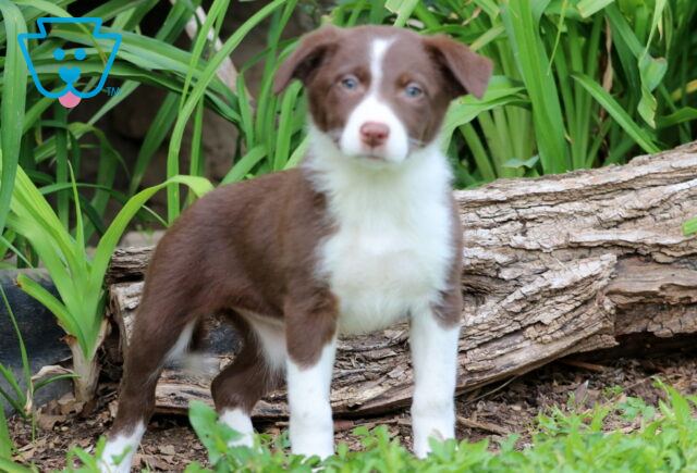 Alert Border Collie Mix puppy with a sleek chocolate and white coat stands in front of a fallen log, surrounded by tall green plants and fresh grass. image
