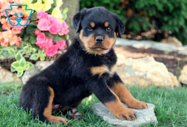 Adorable Rottweiler puppy sitting alertly on a flat stone in the grass, with colorful pink and yellow flowers and leafy greenery in the background. image