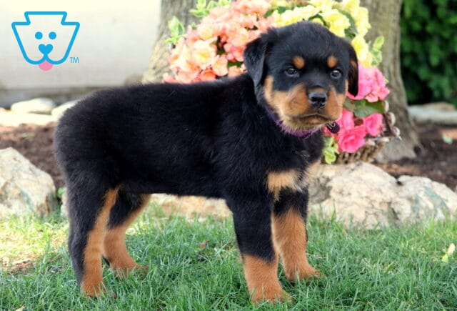 Curious Rottweiler puppy standing on green grass in front of colorful blooming flowers and a tree, looking directly at the camera. image