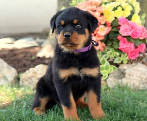 Tank Rottie3
