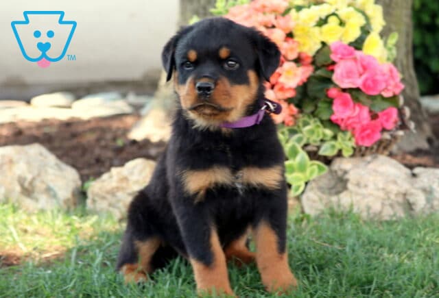 Adorable Rottweiler puppy sitting on green grass in front of vibrant flowers, wearing a purple collar and gazing curiously at the camera. image