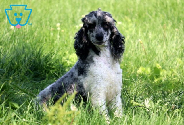 Tanya Moyen Poodle Elmer & Malinda Esh image