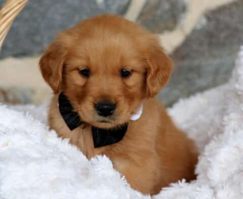 Golden Retriever puppy resting on a fluffy white blanket inside a wicker basket, wearing a classic black bow tie and gazing down sweetly.