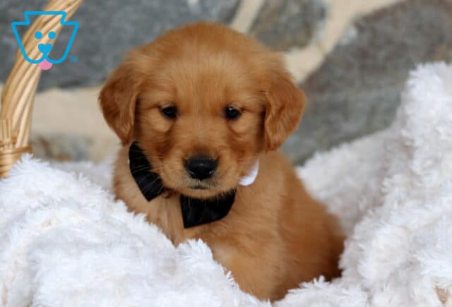 Golden Retriever puppy resting on a fluffy white blanket inside a wicker basket, wearing a classic black bow tie and gazing down sweetly. image