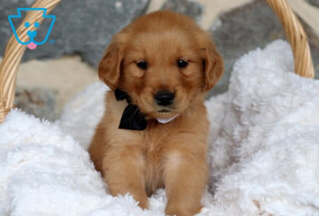 Golden Retriever puppy sitting upright in a cozy white blanket-lined basket, wearing a classic black bow tie and looking sweetly at the camera. image