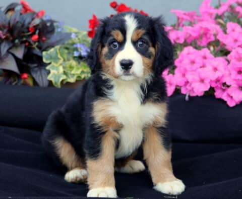 Teddy Mini Bernese