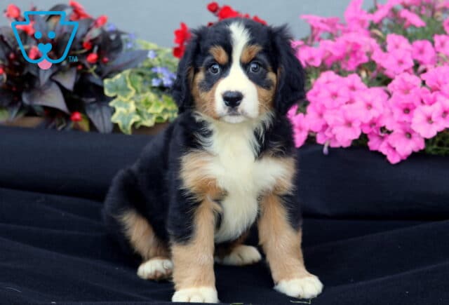 Adorable Mini Bernese Mountain Dog puppy with a white chest and tan markings sits on a black cloth with bright pink and red flowers in the background. image