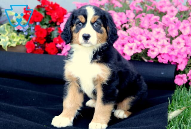 Mini Bernese Mountain Dog puppy with a white blaze on its face and tan eyebrows sits on black fabric in front of bright pink and red flowers. image