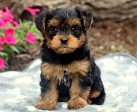 Teddy Yorkie