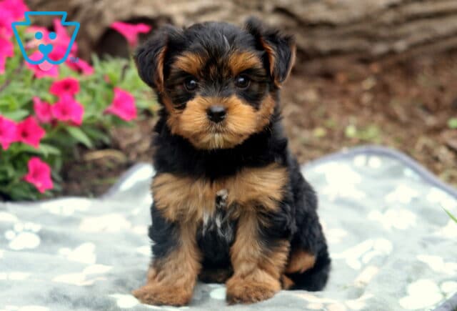 Teddy Yorkie image