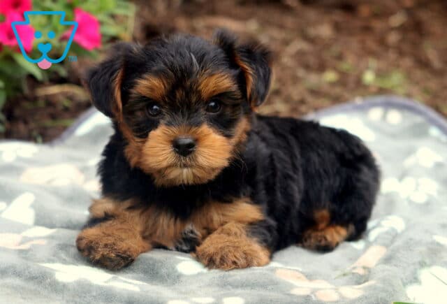 Teddy Yorkie2 image