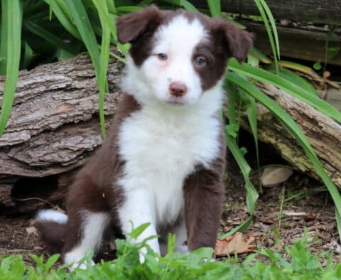 Tennessee Border Collie Mix