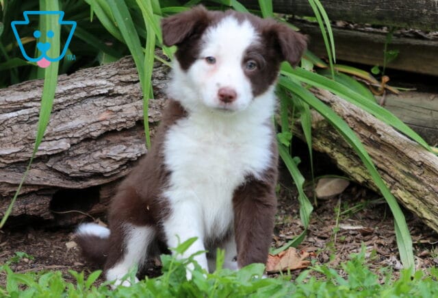 Adorable Border Collie Mix puppy with a fluffy brown and white coat and a white-tipped tail sits in front of a log and leafy greenery, gazing forward with a soft, curious expression. image