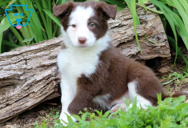 Fluffy Border Collie Mix puppy with a striking white face and chocolate brown body sits near a textured log, framed by lush green plants and soft groundcover. image