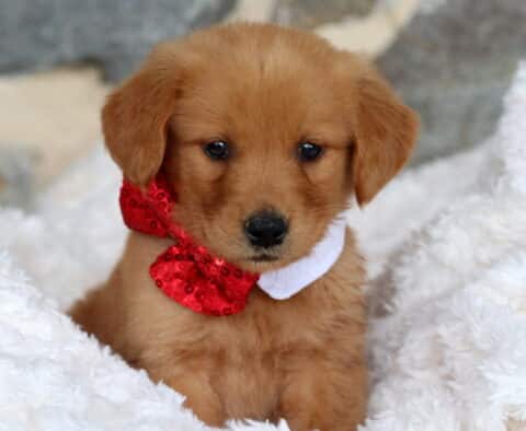 Golden Retriever puppy wearing a sparkly red bow tie, sitting sweetly in a fluffy white blanket with a soft stone background behind.