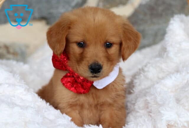 Golden Retriever puppy wearing a sparkly red bow tie, sitting sweetly in a fluffy white blanket with a soft stone background behind. image