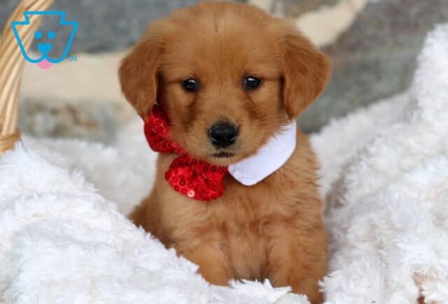 Golden Retriever puppy wearing a shiny red sequin bow tie and white collar, sitting upright on a soft white blanket with a stone wall background. image