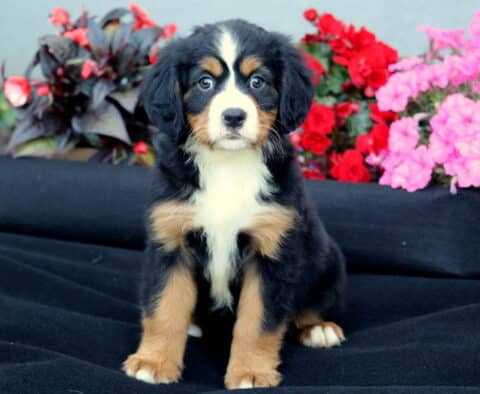 Theo Mini Bernese