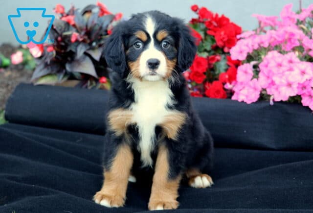Theo Mini Bernese image