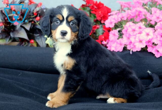 Theo Mini Bernese2 image