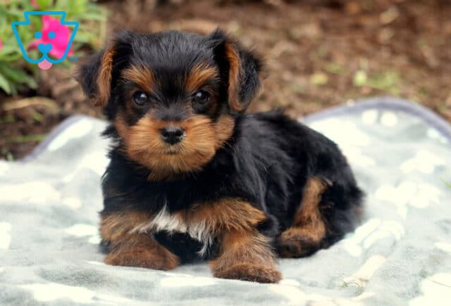 Theo Yorkie image
