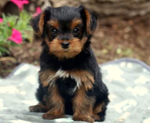 Theo Yorkie2