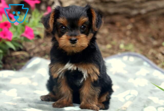 Theo Yorkie2 image
