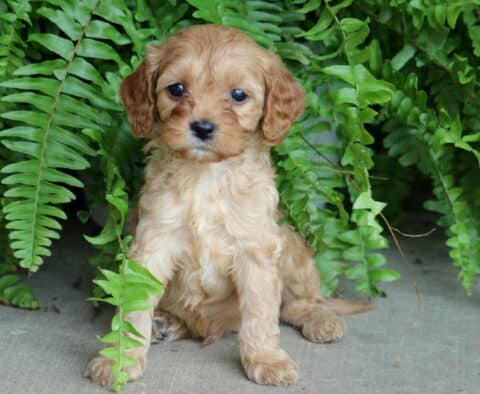 Adorable Cavapoo puppy with a soft apricot coat sitting in front of lush green ferns, gazing sweetly at the camera.