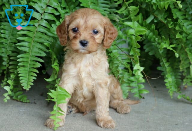 Adorable Cavapoo puppy with a soft apricot coat sitting in front of lush green ferns, gazing sweetly at the camera. image
