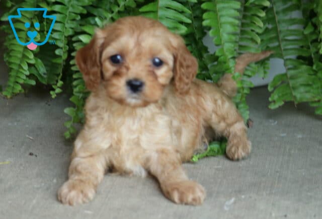 Curly apricot Cavapoo puppy lounging on the concrete in front of vibrant green ferns, looking softly into the camera. image