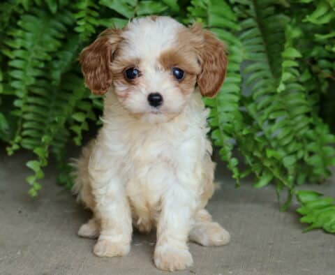 Adorable cream and apricot Cavapoo puppy sitting upright on concrete, surrounded by lush green fern leaves.