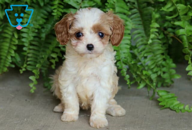 Adorable cream and apricot Cavapoo puppy sitting upright on concrete, surrounded by lush green fern leaves. image