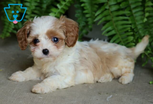 Cream and apricot Cavapoo puppy lying down on a concrete surface, looking up sweetly in front of green ferns. image