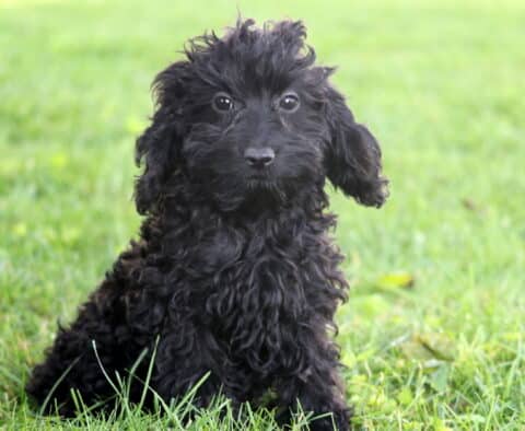 Curly black Cockapoo puppy sitting upright in a grassy yard, looking directly at the camera with bright eyes and a fluffy, tousled coat.