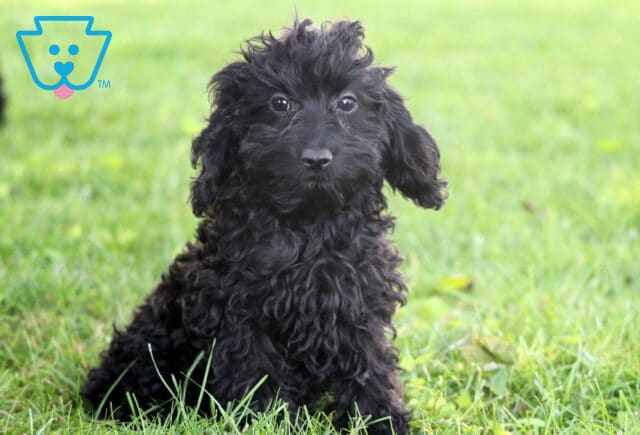 Curly black Cockapoo puppy sitting upright in a grassy yard, looking directly at the camera with bright eyes and a fluffy, tousled coat. image