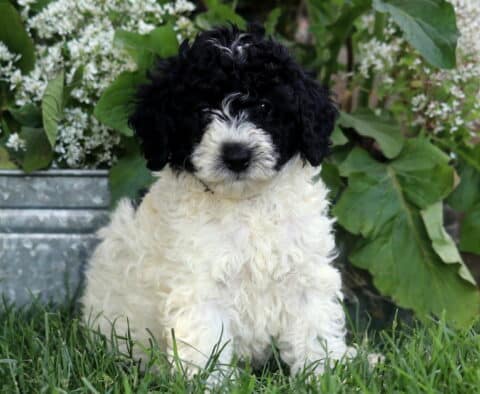Tia Mini Poodle