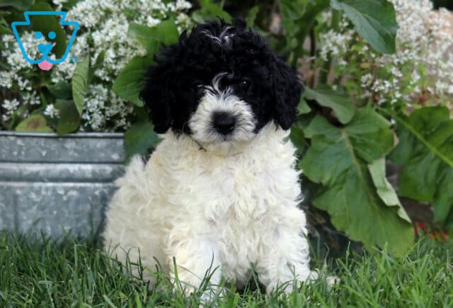 Curly black and white Mini Poodle puppy sitting in green grass beside a metal tub planter filled with lush greenery and white flowers. image