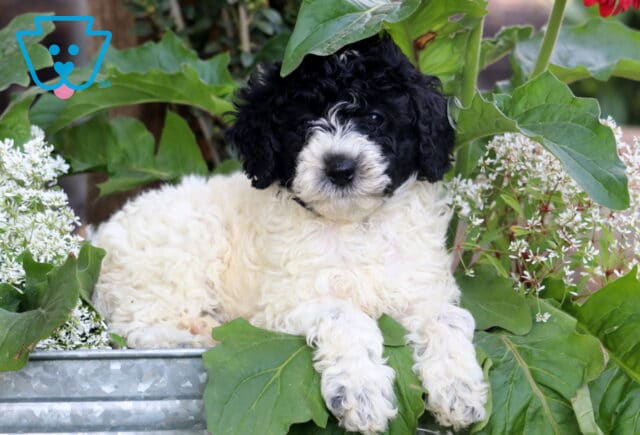 Mini Poodle puppy with fluffy black and white fur lounging in a metal tub surrounded by green leaves and white flowers. image