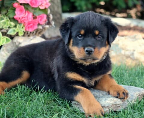 Tiff Rottie