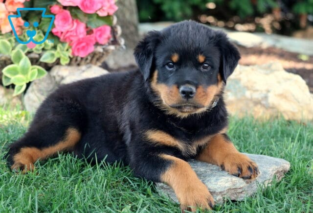 Adorable Rottweiler puppy lying on the grass with one paw on a flat rock, surrounded by blooming pink flowers and decorative greenery. image