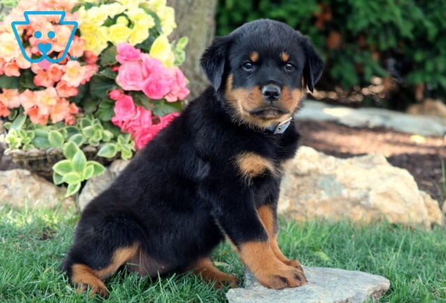 Sweet Rottweiler puppy sitting upright on a stone in the grass, surrounded by vibrant flowers and large decorative rocks. image