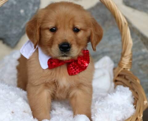 Adorable Golden Retriever puppy wearing a sparkly red bow tie and white collar, sitting in a wicker basket lined with a fluffy white blanket against a stone wall background.