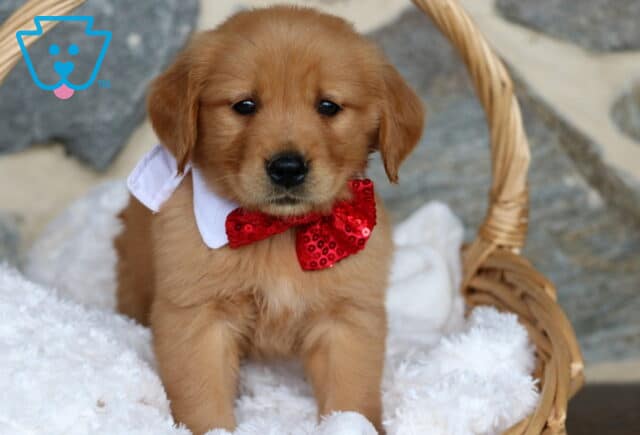 Adorable Golden Retriever puppy wearing a sparkly red bow tie and white collar, sitting in a wicker basket lined with a fluffy white blanket against a stone wall background. image