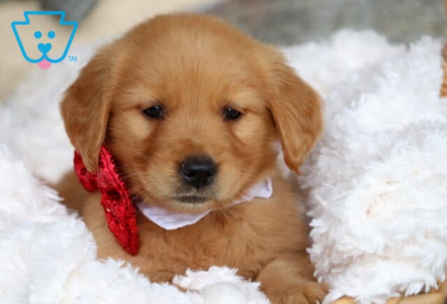 Golden Retriever puppy lounging in a fluffy white blanket, wearing a sparkly red bow tie and soft white collar, with a sweet, gentle expression. image