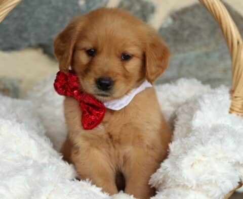 Sweet Golden Retriever puppy wearing a red sequin bow tie and white collar, sitting upright in a wicker basket filled with a fluffy white blanket against a stone background.