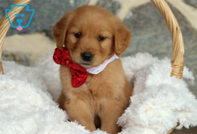 Sweet Golden Retriever puppy wearing a red sequin bow tie and white collar, sitting upright in a wicker basket filled with a fluffy white blanket against a stone background. image