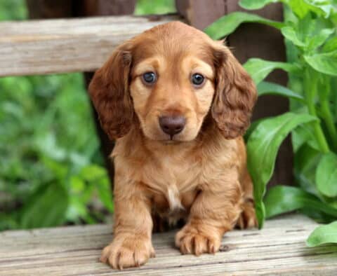 Tipper Mini Dachshund