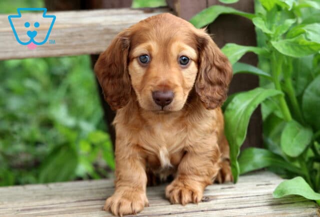 Tipper Mini Dachshund image